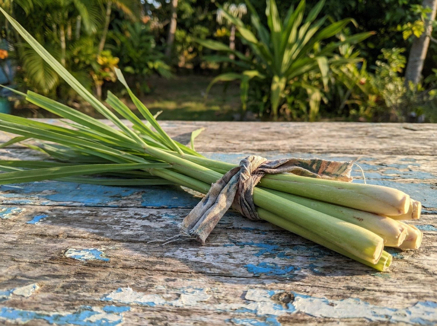 Fresh lemongrass stalks